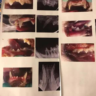 Before pictures of her Feline Stomatitis.