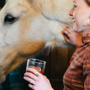 Hang out with our retired Lipizzan horses.
