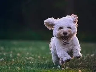 Air Capital Veterinary Clinic