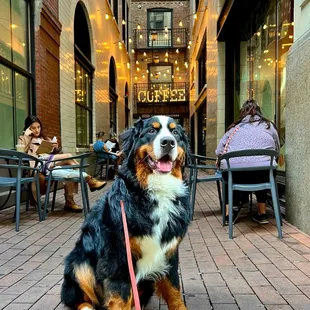 @goodboyborris loves his morning coffee!