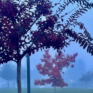 November 15, 2024 - Beautiful fall colors displayed on a foggy morning.