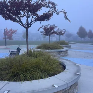 November 15, 2024 - Lovely planters with trees displaying the season.
