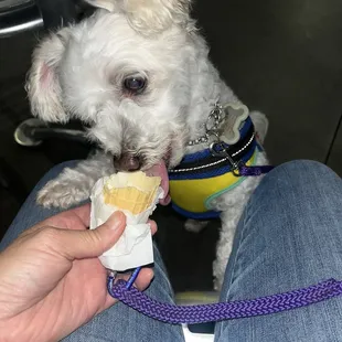 Sharing the last part of the Hershey ice cream with SantaPaws