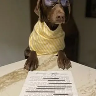 Hersh is our mascot.  She loves to collaborate with us!  She's proud to be the namesake of the best coffee and ice cream shop in town!