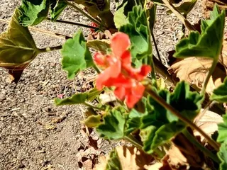 Hughson Arboretum & Gardens