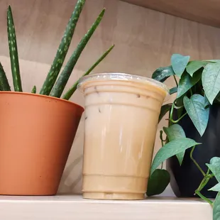 Iced Vanila Latte with oatmilk.