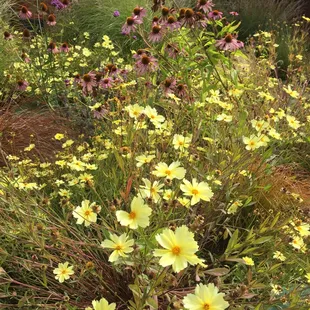 a field of yellow flowers