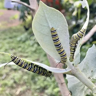 Caterpillars