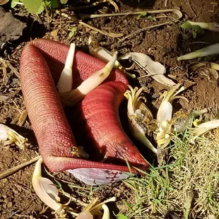 Bees licking the banana flower