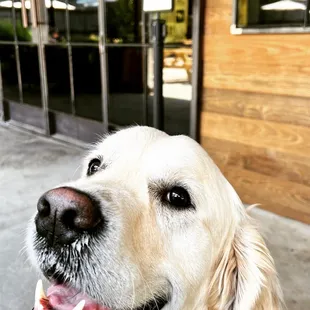 No dogs inside! :(
