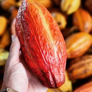 Chocolate Factory on our Food Tour