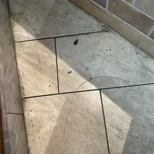 Roaches no thank you