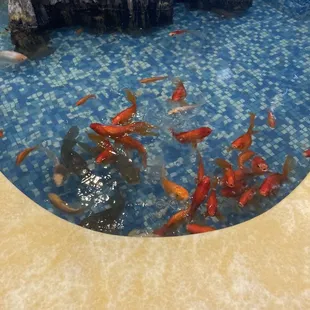 a fish pond