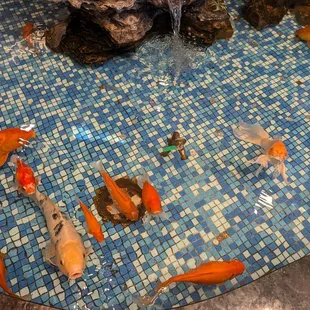 Indoor Koi pond