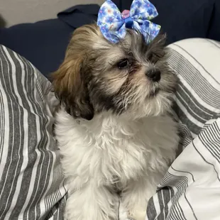 a small dog with a bow on its head