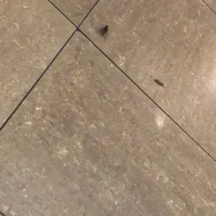 This was a roach crawling on the floor. Very disgusting. Came from the back of the hibachi area