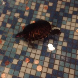 Hsien Ko the restaurants pet turtle