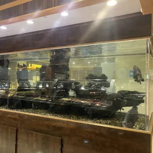 Fish Tank