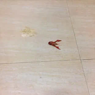 I found a crawfish in the bathroom and I'm really confused