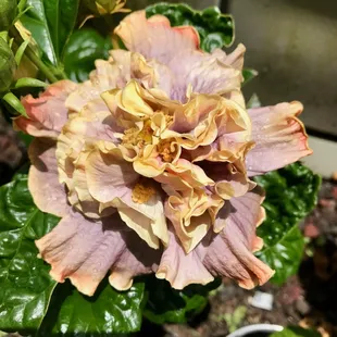 Jill's Kamehameha Waltz