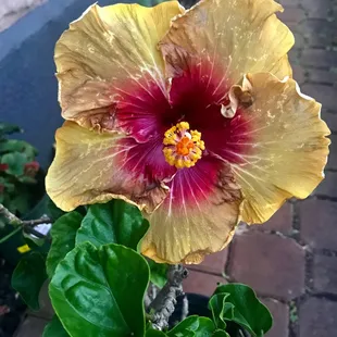 Red Velvet Cake, hybridized by the late Barry Shlueter