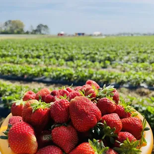 a bowl of strawberries