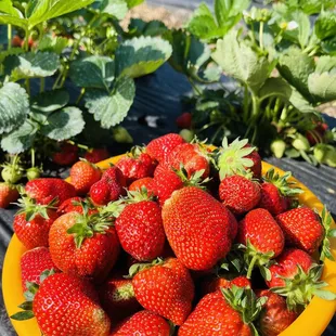 a bowl of strawberries