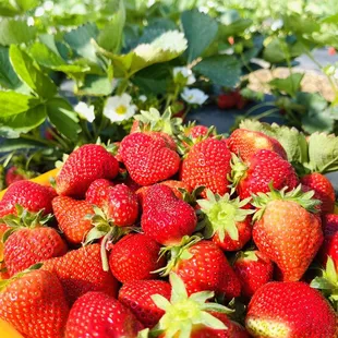a bowl of strawberries