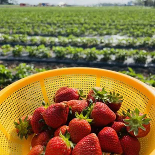 a person holding a yellow basket full of strawberries