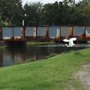 Bird in flight on kayk tour