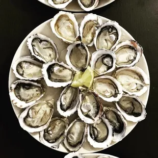 Oysters