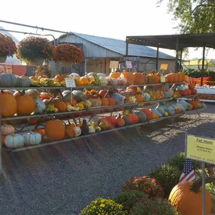 a display of pumpkins and gourds