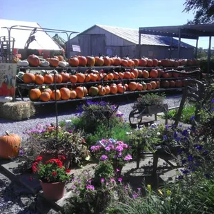 Fall Is For Fun At the Farm