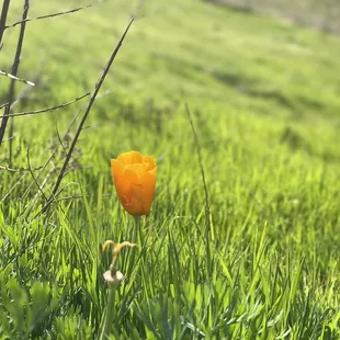 California poppy