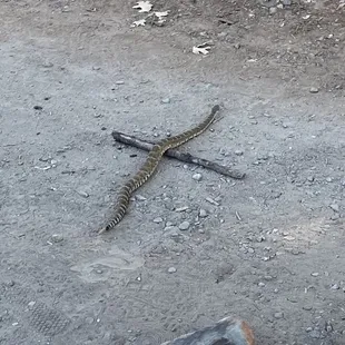 Rattlesnake on the trail near entrance
