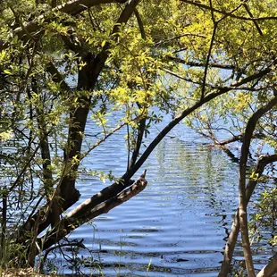 04/26/2020: Plenty of green trees for shades to keep cool from the sun