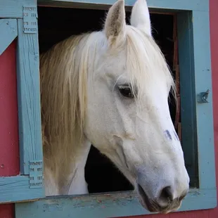 Our favorite horse we had to visit more than once