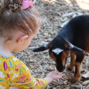 Child feeding goat