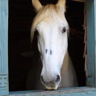 The sweetest horse and so beautiful