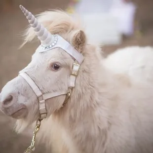 Peaches is one of our sweet Little Unicorns who wants to help sing you a Happy Birthday!