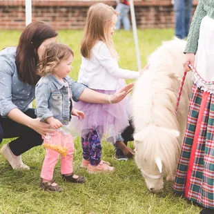 George is a certified therapy mini and loves meeting people.