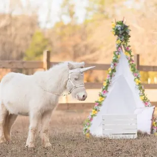 Unicorn mini sessions on location with Jag Photography