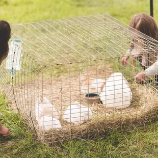 Sweet Holland Lop baby bunnies at the farm