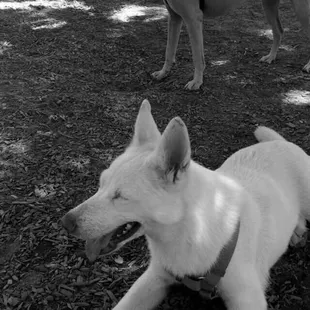 My pups LOVE this place!