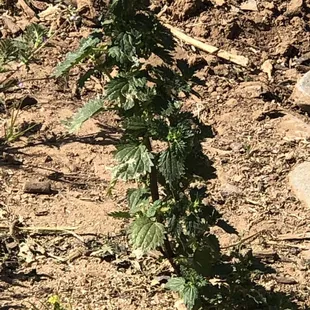 Can't recall what this is call ( thistle?) it will irritate the skin ..