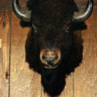 Home of the Buffalo!