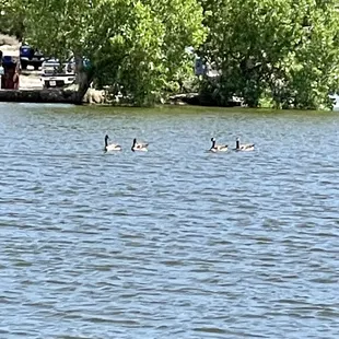 Spring brings Canadian visitors. HideAway Lakes, Texas