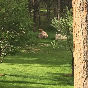 Spotted a furry friend while having a great, relaxed breakfast with a view!