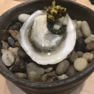 Canadian Oyster