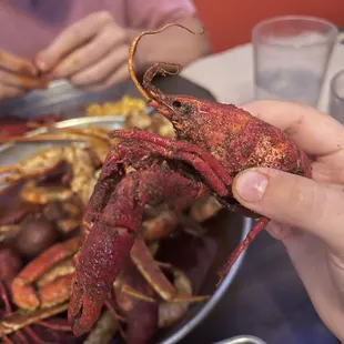 a person holding a crab